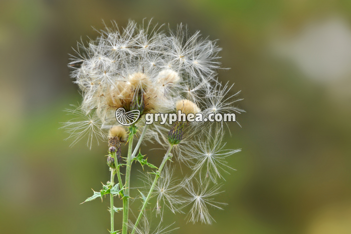 Chardon des champs (Cirsium arvense) - émission des fruits à pappus (akènes) - gryphea.com